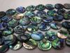 abalone shell bead/paua shell