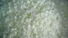 frozen onion dices