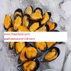 blue mussel zhangsf773...