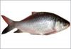 Katla Fish