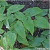 Epimedium Sagittatum P...