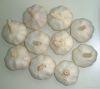 white garlic from Chin...