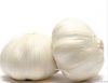 normal white garlic
