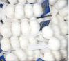 Chinese white garlic