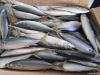 300-500g Frozen Pacific mackerel fish