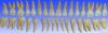 2 coloured life size permanent teeth model/Replacement Teeth For Typod