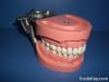 Articulated Dentoform Hard Gingiva Model/Patient Education Models