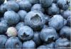 Frozen Blueberry/IQF b...