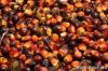 CRUDE PALM OIL (CPO), ...