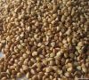 Roasted buckwheat kernels