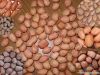 peanut kernel--nuts