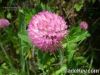 Red Clover P.E., Red C...