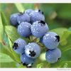 Bilberry Extract