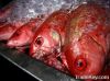 Frozen Red Snapper