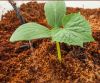 Cocopeat used as soil ...