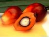 crude/ refined palm oil