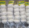 pure white garlic &...