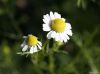 plant extract/Chamomil...