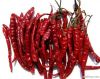 Dry Red Chilli