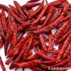 Dry Red Chilli