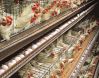 Wire Mesh Cages for Ch...