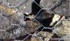 Gabion basket/gabion box