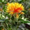 safflower oil