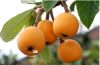 Canned Loquat in light...