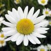Chamomile Extract