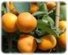 Fresh Oranges (Citrus Fruits Kinnow)