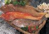 Seawater Fish 