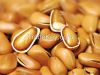 pine nuts,east china pine nuts,nature pine nuts