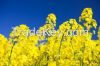 Rapeseeds