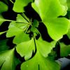 Ginkgo biloba extract