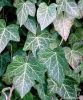 Ivy leaf extract