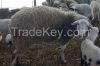 live sheep for sale