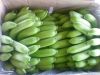 CAVENDISH BANANAS