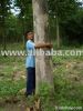 Teak Plantation