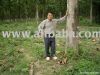 Teak Plantation Planted