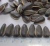 seeds