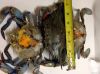 Female Blue Crab with ...