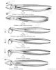 Extracting Forceps (Ch...