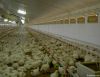 Chicken Farm Cooling S...