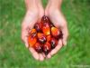 Palm Oil