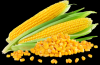 Yellow Corn / Maize / ...