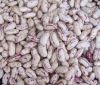 White kidney beans 