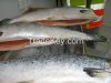 FROZEN MACKEREL FISH,S...