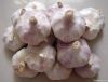 red garlic