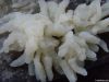 salted jelly fish