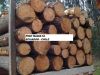 RADIATA PINE AND SYP PINE IN LOGS